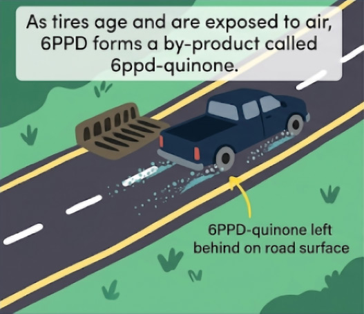 Panel 1: as tires age and are exposed to air, 6PPD forms a by-product called 6PPD-quinone that is left behind on the road surface.