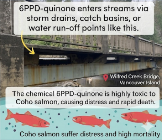 Panel 3: 6PPD-quinone enters streams via storm drains, catch basins, and run-off points like Wilfred Creek Bridge on Vancouver Island, where it is highly toxic to Coho salmon.
