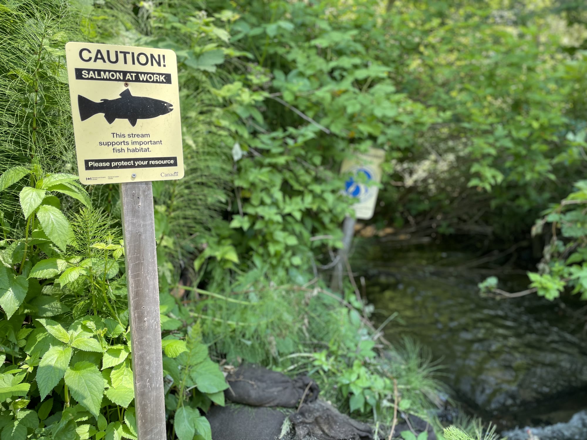 A salmon stream sign beside an urban waterway